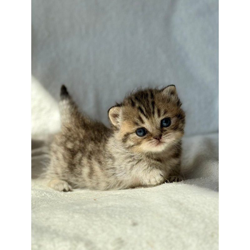 Munchkin Uri