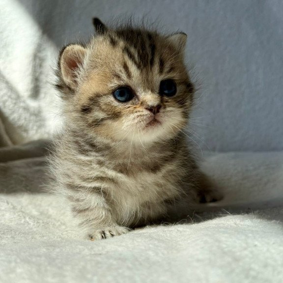 Munchkin Uri