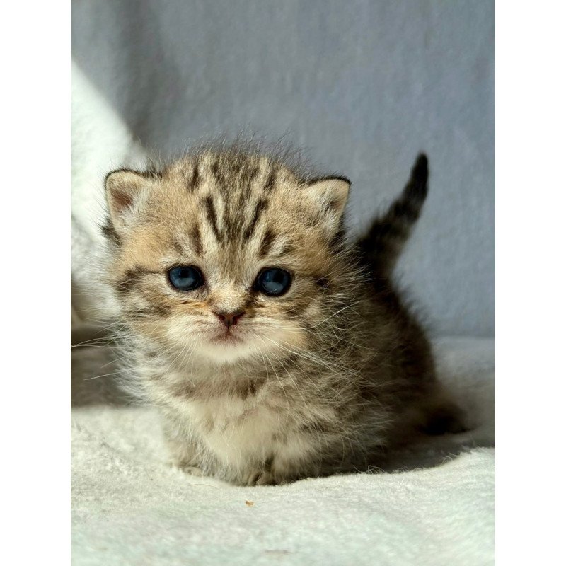 Munchkin Uri
