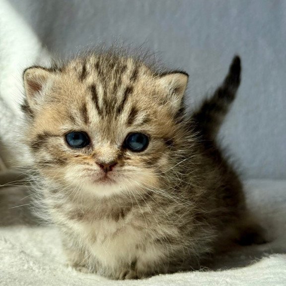 Munchkin Uri