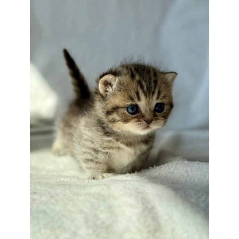 Munchkin Uri