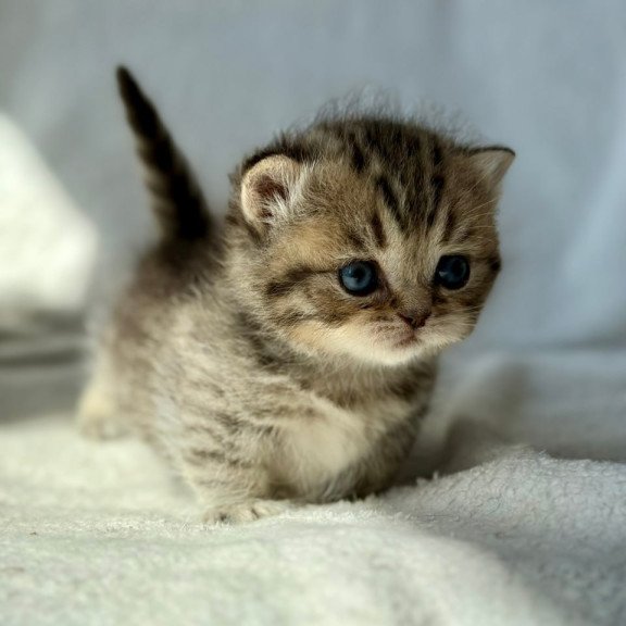 Munchkin Uri
