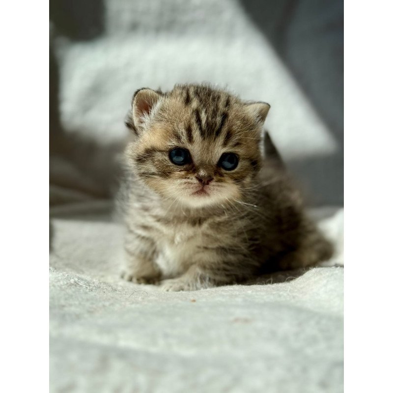 Munchkin Uri