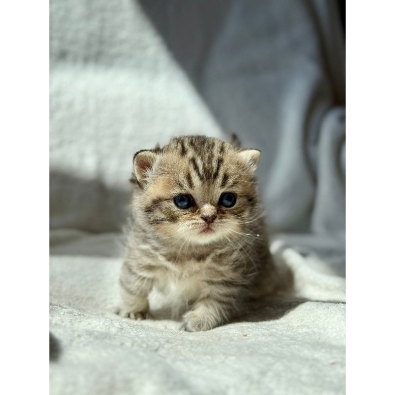 Munchkin Uri