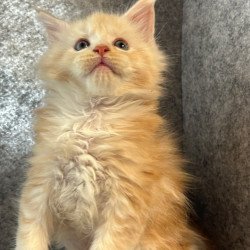 Maine Coon Amur