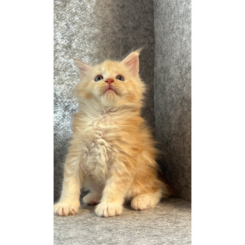 Maine Coon Amur