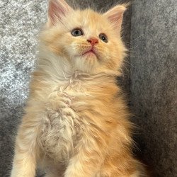 Maine Coon Amur