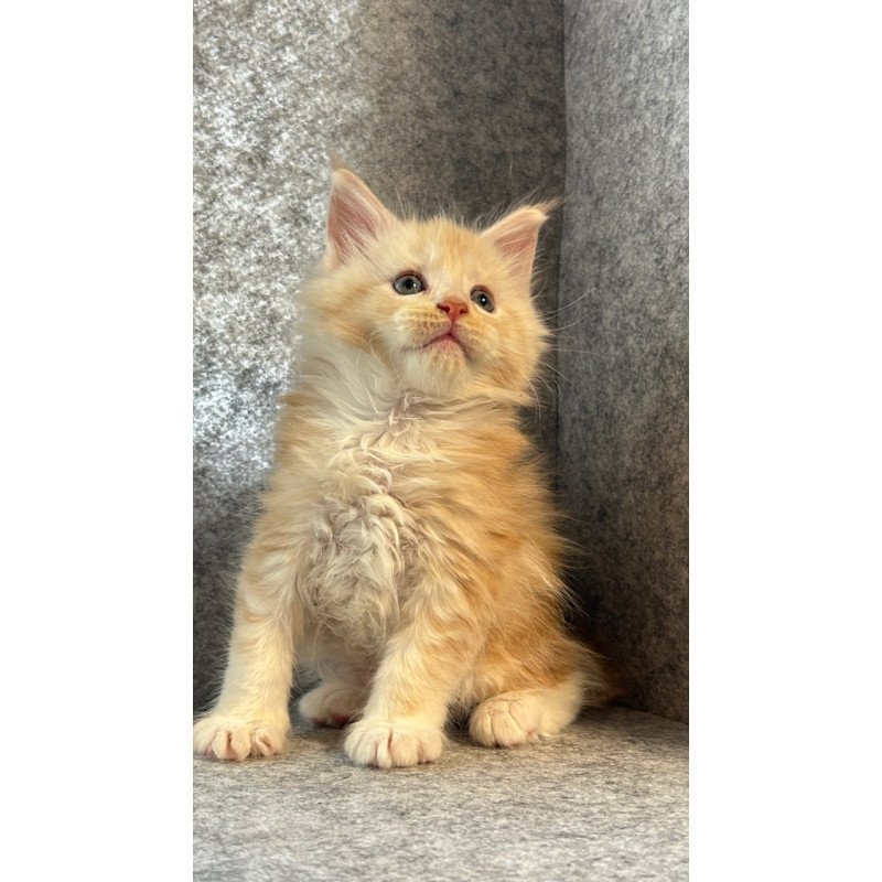 Maine Coon Amur