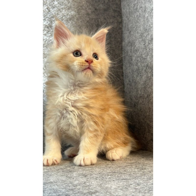 Maine Coon Amur
