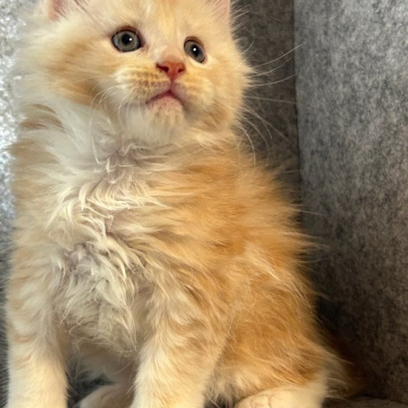Maine Coon Amur