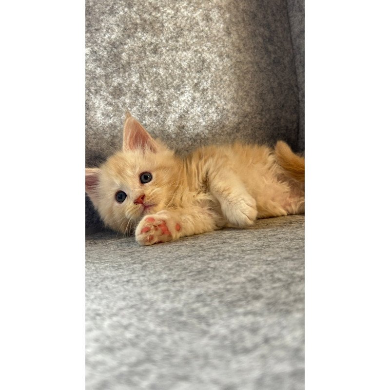 Maine Coon Amur