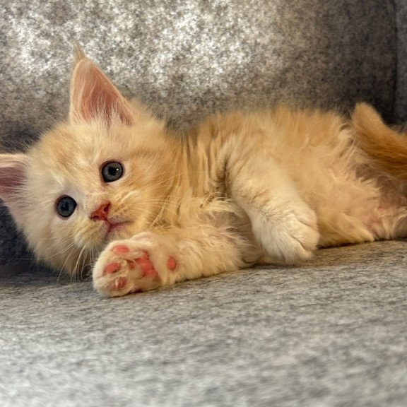 Maine Coon Amur