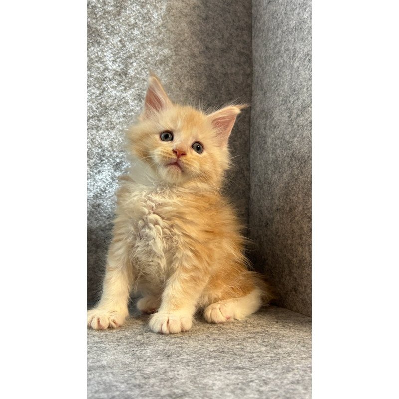 Maine Coon Amur