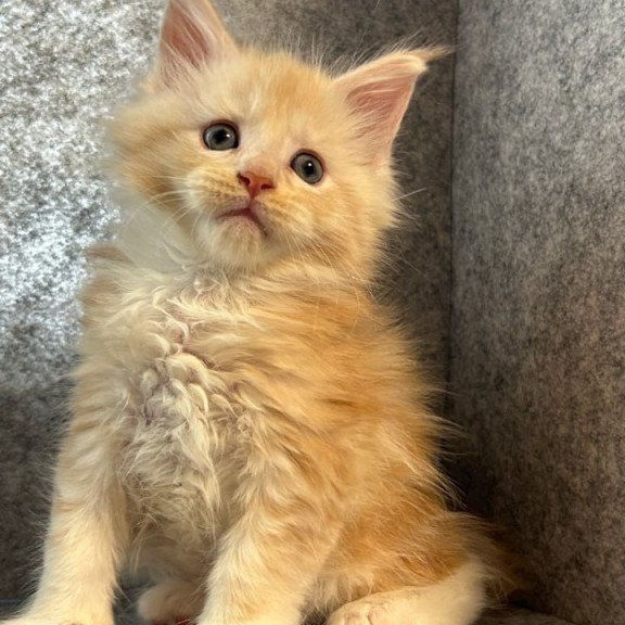 Maine Coon Amur