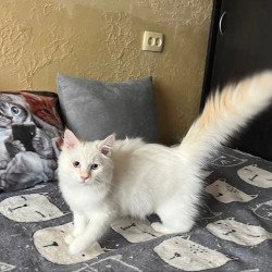 Siberian REZ Altair