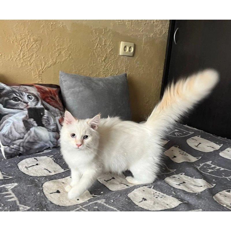 Siberian REZ Altair