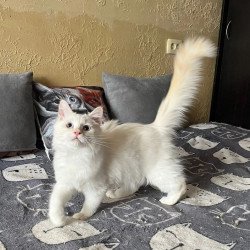 Siberian REZ Altair