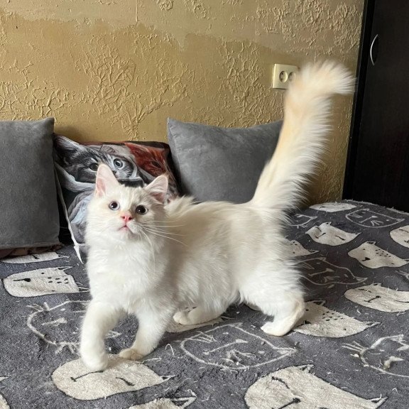 Siberian REZ Altair