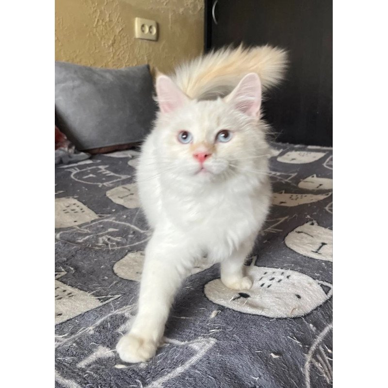 Siberian REZ Altair