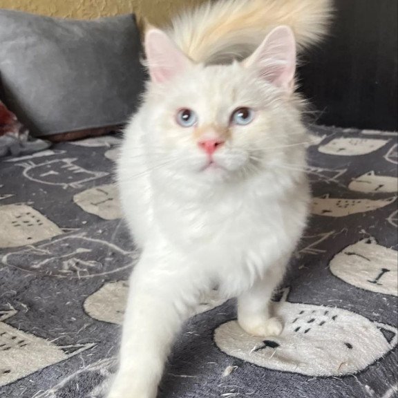 Siberian REZ Altair
