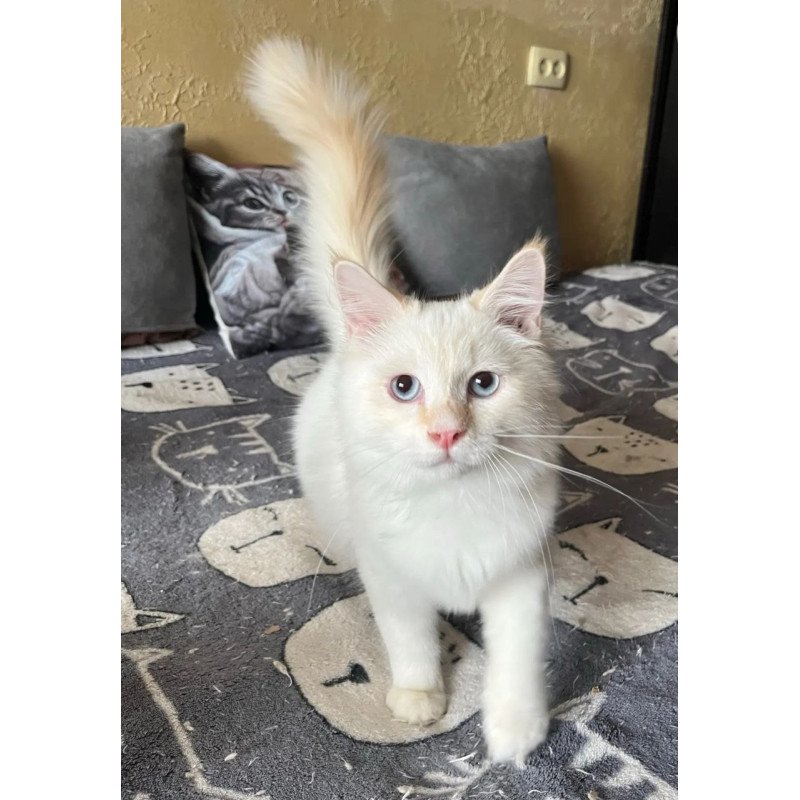 Siberian REZ Altair