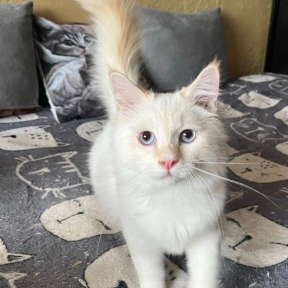 Siberian REZ Altair