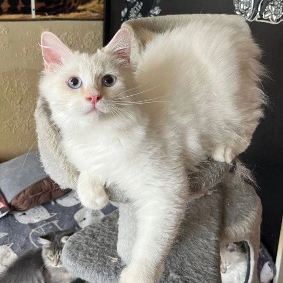 Siberian REZ Altair