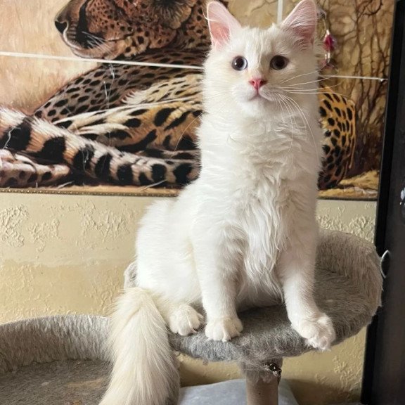 Siberian REZ Altair