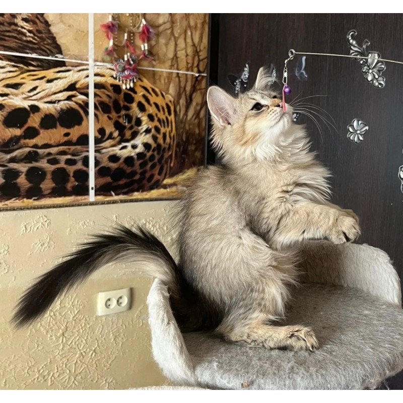 Siberian REZ Enot