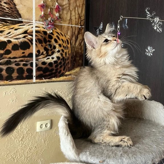 Siberian REZ Enot