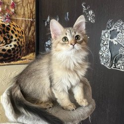 Siberian REZ Enot