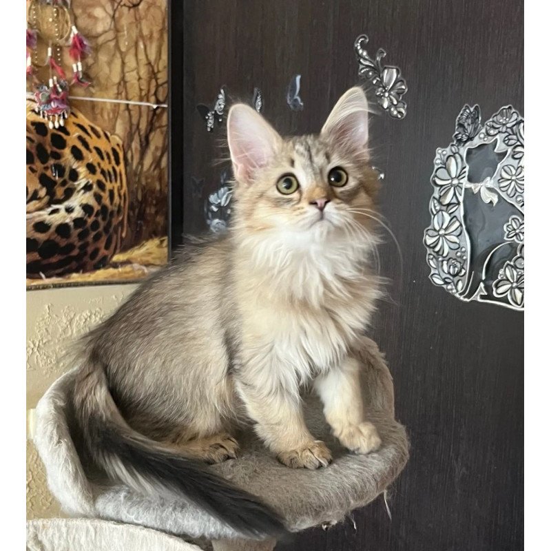 Siberian REZ Enot