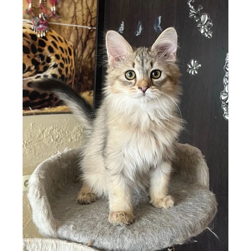 Siberian REZ Enot