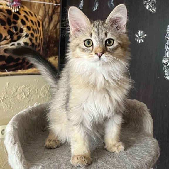 Siberian REZ Enot