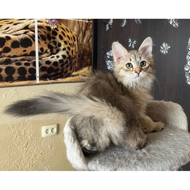 Siberian REZ Enot