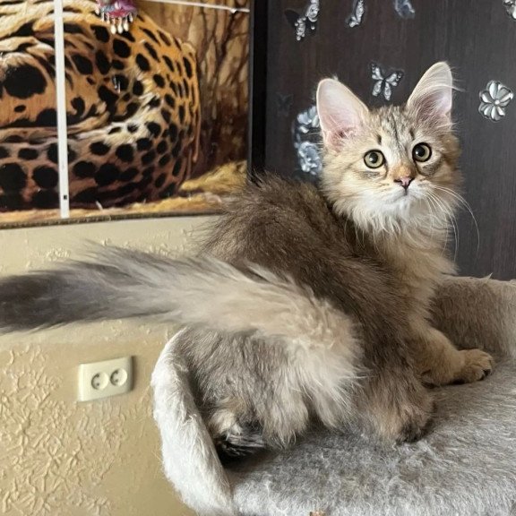 Siberian REZ Enot