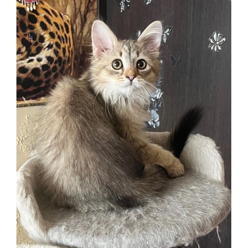Siberian REZ Enot