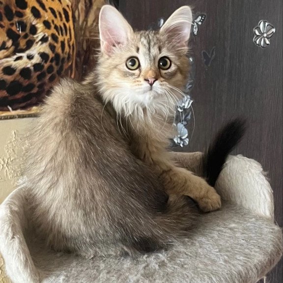 Siberian REZ Enot