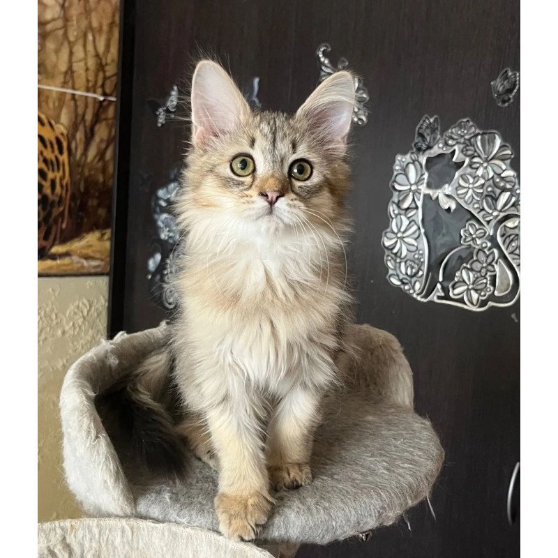 Siberian REZ Enot