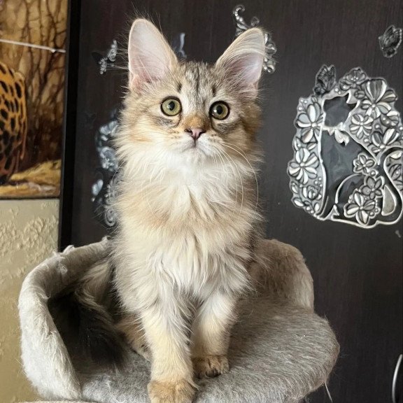 Siberian REZ Enot