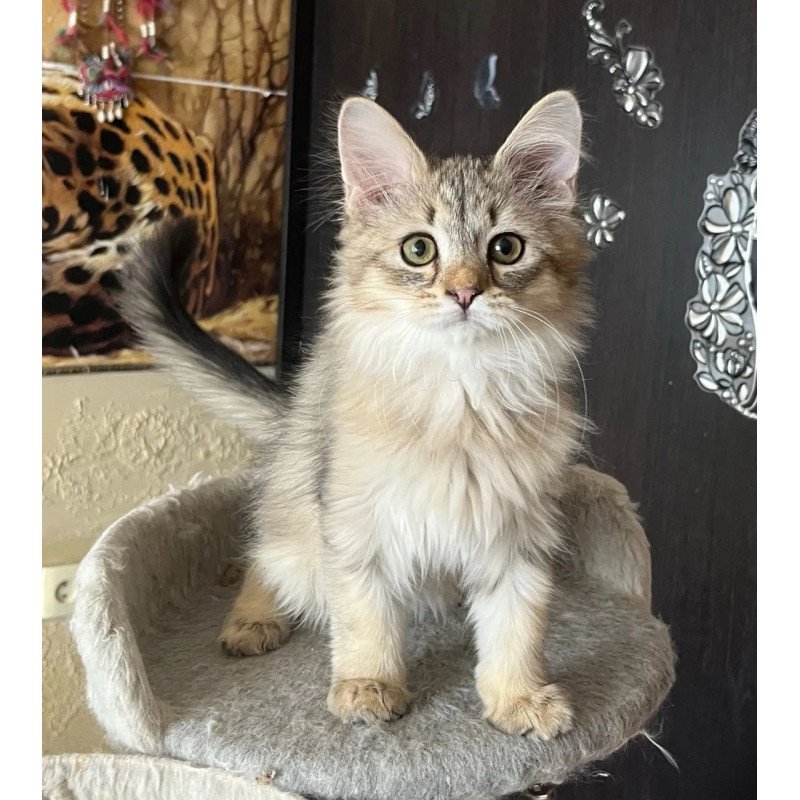 Siberian REZ Enot