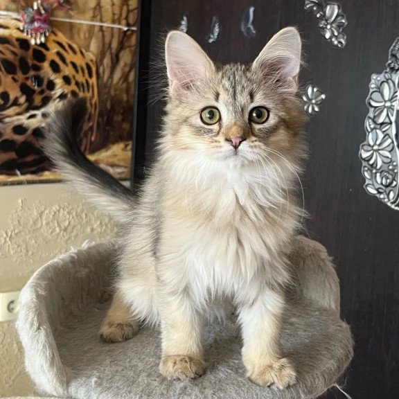 Siberian REZ Enot