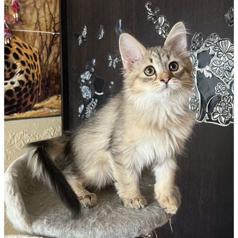Siberian REZ Enot