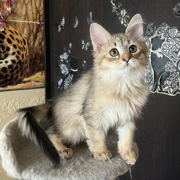 Siberian REZ Enot