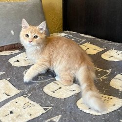 Siberian REZ Batist