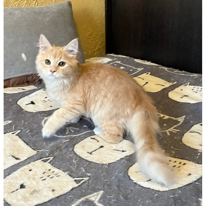 Siberian REZ Batist