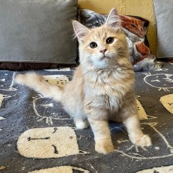 Siberian REZ Batist