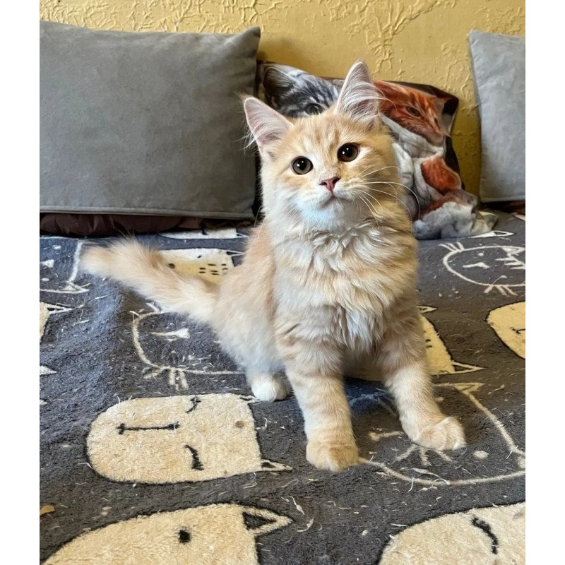 Siberian REZ Batist