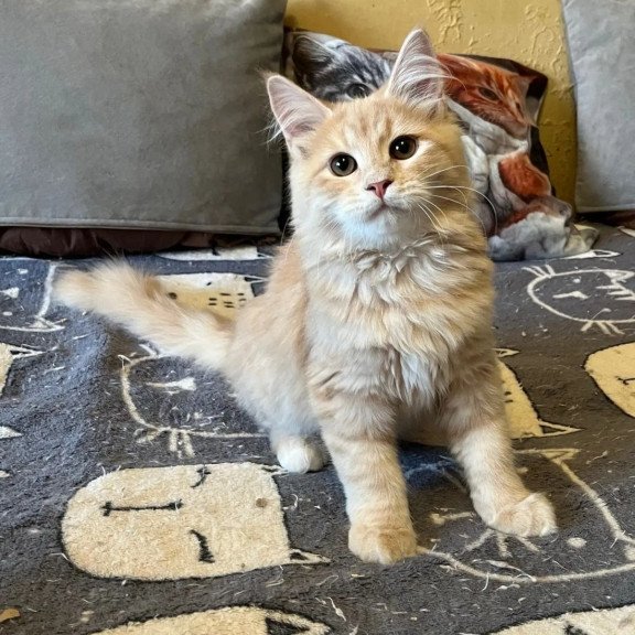 Siberian REZ Batist