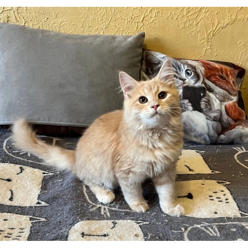 Siberian REZ Batist
